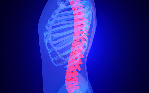 C4D人体脊柱高清图片