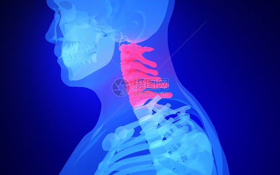 人体颈椎骨骼图片