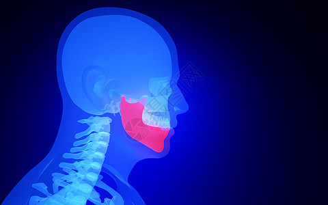 人体下颚骨设计图片
