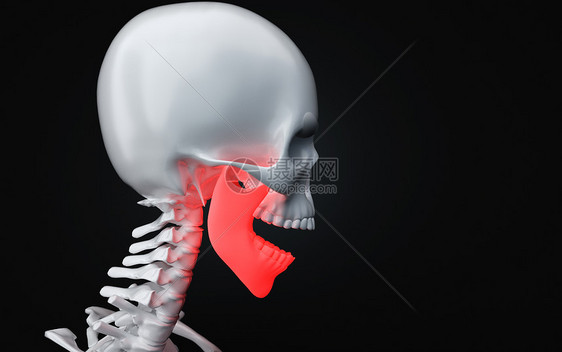 人体下颚骨图片