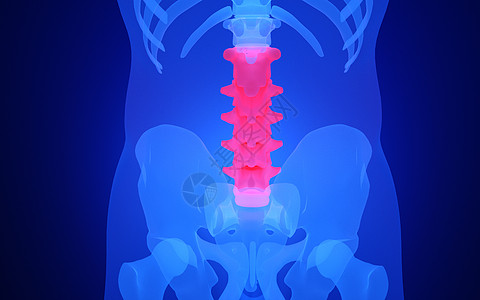 人体腰椎骨图片