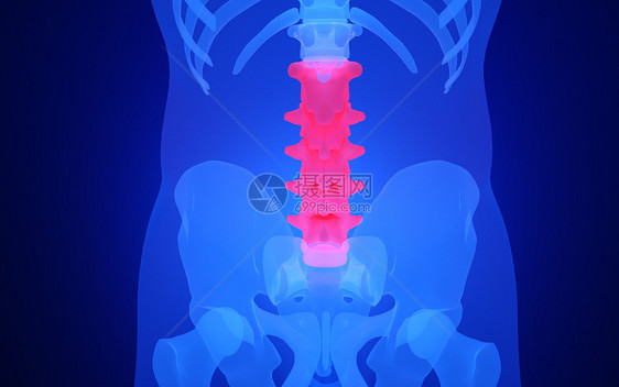 人体腰椎骨图片