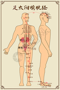 足太阳膀胱经及穴位背景图片