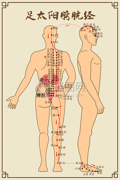 足太阳膀胱经及穴位图片