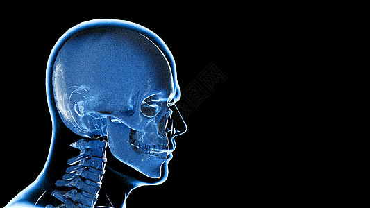 骨骼侧面3D颅骨场景设计图片