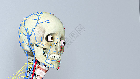 3D颅骨神经场景图片