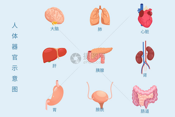 医疗健康人体内脏组织器官示意图矢量插图图片