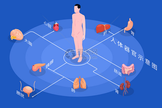 医疗健康人体内脏组织器官示意图矢量插图图片