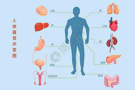 医疗健康人体内脏组织器官示意图矢量插图背景图片