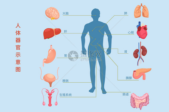 医疗健康人体内脏组织器官示意图矢量插图图片