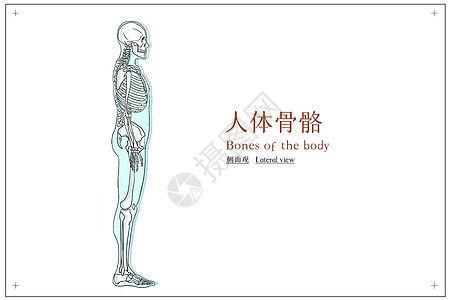 人体骨骼侧面观医疗插画图片