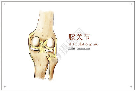 膝关节后面观医疗插画图片