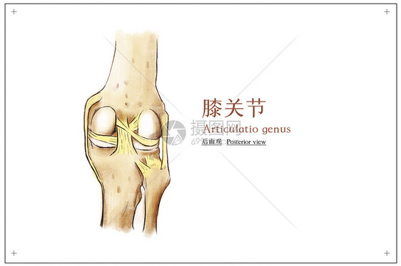 膝关节后面观医疗插画图片