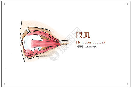 眼睛眼肌侧面观医疗插画图片