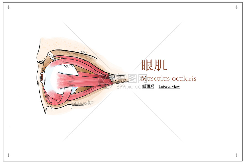 眼睛眼肌侧面观医疗插画图片