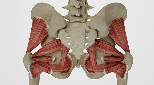 盆骨韧带人体盆骨场景设计图片