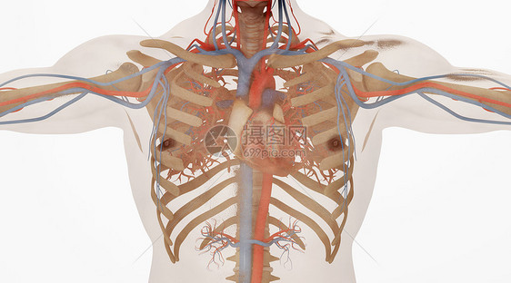 人体心脏血管场景图片