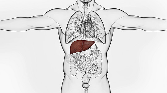 X光人体肝脏系统图片