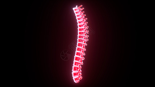3D人体脊椎骨背景图片