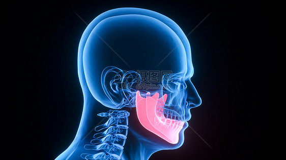 3D下颚骨场景图片