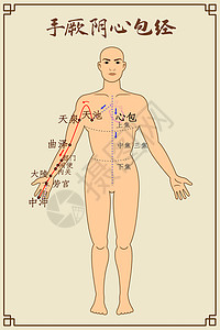 医疗手厥阴心包经及穴位插画