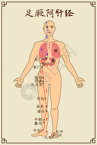 经络减肥足厥阴肝经及穴位插画