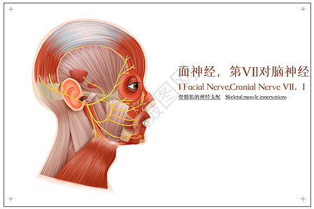 面神经和骨骼肌的神经支配医疗插画图片