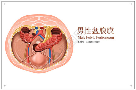 男性盆腹膜医疗插画图片