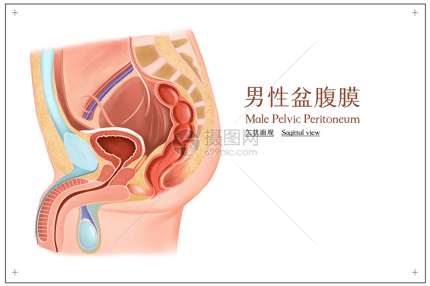 男性盆腹膜矢状面观医疗插画图片