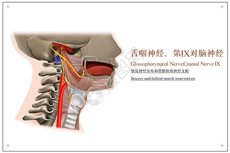 舌咽神经和骨骼肌的神经支配医疗插画背景图片