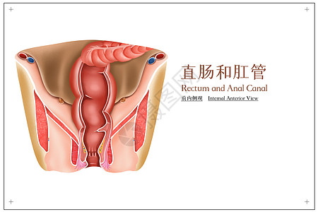 直肠和肛管，前内侧观医疗插画图片