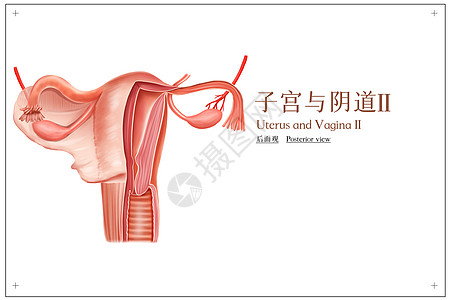 子宫与阴道后面观医疗插画背景图片