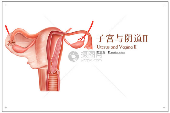 子宫与阴道后面观医疗插画图片