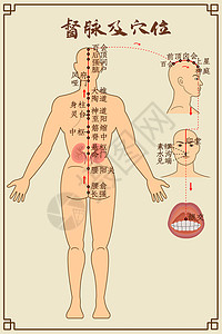 经络养生督脉及穴位中医经络图插画