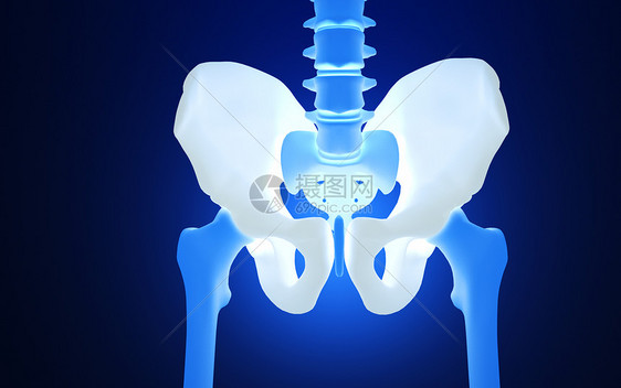 人体盆骨图片