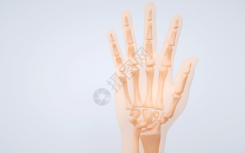 手骨图片 手骨素材 手骨高清图片 摄图网图片下载 手骨图片 手骨素材 手骨高清图片 摄图网图片下载