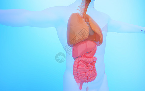 人体消化系统背景图片