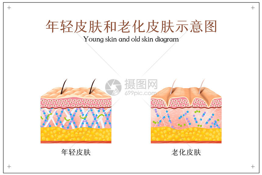 年轻皮肤和老化皮肤示意图图片