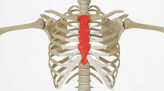 人体胸骨场景高清图片