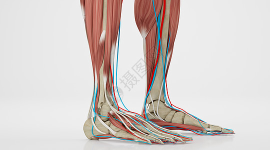 足部结构结缔组织高清图片