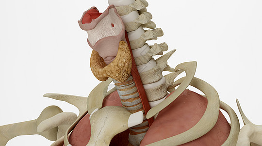 内分泌系统甲状腺场景设计图片