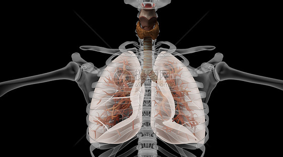 人体支气管场景图片