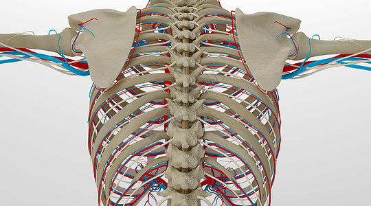 人体脊椎场景图片