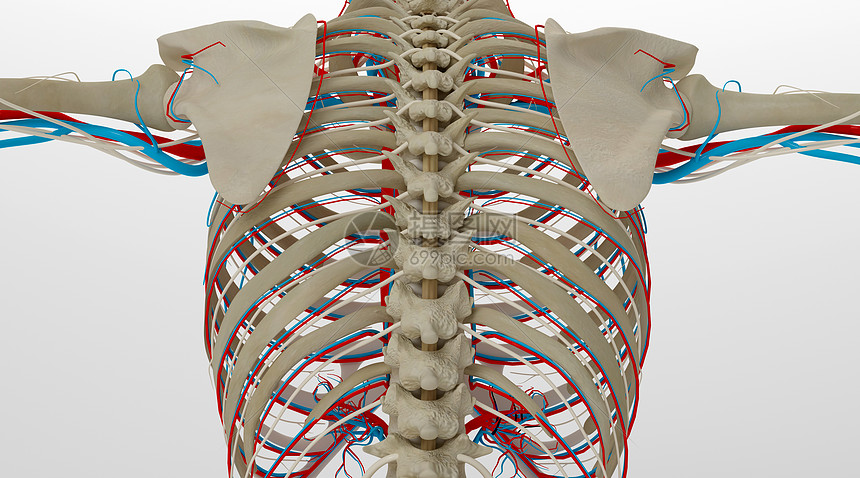 人体脊椎场景图片