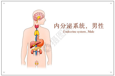 内分泌循环系统男性医疗插画背景图片