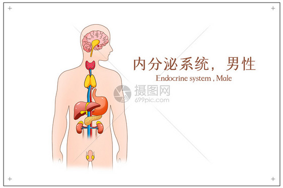 内分泌循环系统男性医疗插画图片