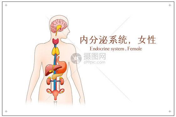 内分泌循环系统女性医疗插画图片