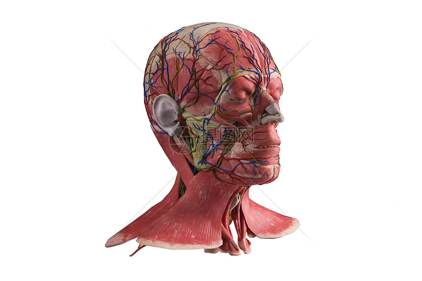 3d人体模型侧面图片素材 正版创意图片 摄图网