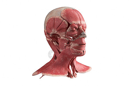 C4D人体模型肌肉组织图片
