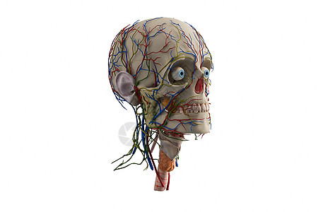 3D人体头部骨骼模型图片